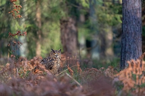 One Eurasian Eagle Owl, Bubo bubo, sitting on a forest floor between autumnal ferns