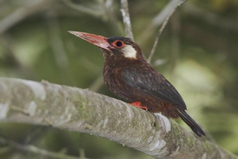 White-eared Jacamar (Galbalcyrhynchus leucotis), Ecuador