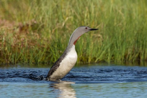 Sterntaucher (Gavia stellata) Red-throated Diver