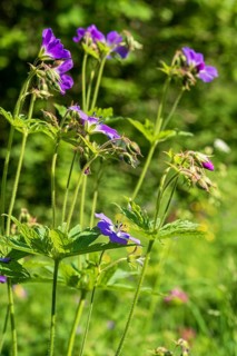 Wood cranesbill (Geranium sylvaticum) in bloom a sunny summer day on a meadow