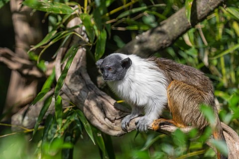 One pied tamarin (Saguinus bicolor) or Brazilian Bare-faced Tamarin, sitting on a branch of a green