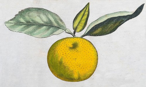 Aurantium Olysiponense, orange, citrus fruit, hand-coloured copperplate engraving from Giovanni
