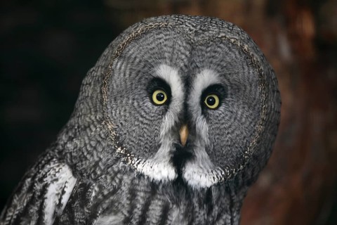 Great Grey Owl (Strix nebulosa), Baden-Wuerttemberg, Germany