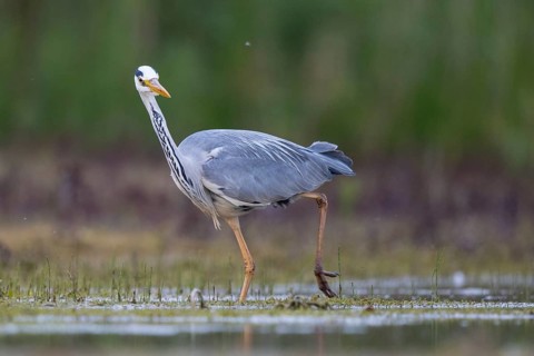 Grey Heron (Ardea cinerea), North Rhine-Westphalia, Germany