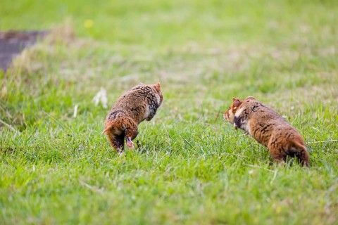 Mating season. Two European hamster (Cricetus cricetus), Eurasian hamster, black-bellied hamster or