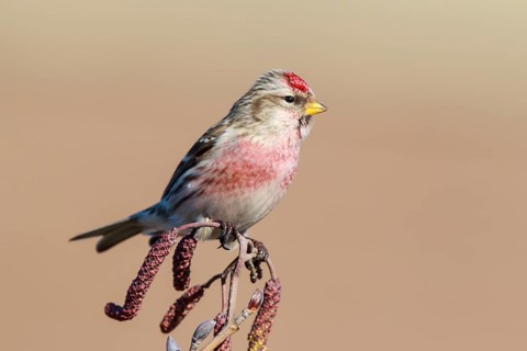 Common Redpoll (Acanthis flammea) male perched on a branch, Netherlands