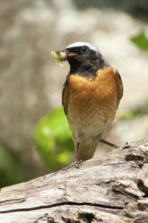 Common Redstart (Phoenicurus phoenicurus) male, Rhineland-Palatinate, Germany
