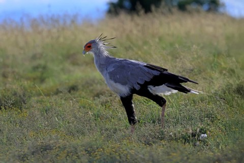 Secretary (Sagittarius serpentarius), adult, foraging, alert, Mountain Zebra National Park, Eastern