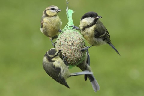 Great Tit & Eurasian Blue Tit (Parus major & Cyanistes caeruleus), Lower Saxony, Germany