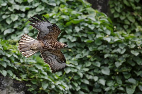 Galapagos Hawk (Buteo galapagoensis) juvenile flying, Galapagos, Ecuador