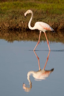 Greater Flamingo (Phoenicopterus roseus) foraging, Greece