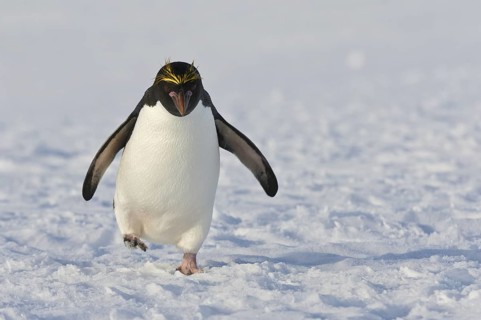 Macaroni Penguin (Eudyptes chrysolophus), Antarctica