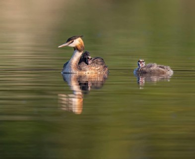 Great Crested Grebe (Podiceps Scalloped ribbonfish), adult and juveniles swimming on a pond,