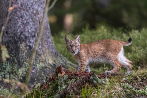 One young Eurasian lynx, (Lynx lynx), standing in a forest. Green vegetation around him