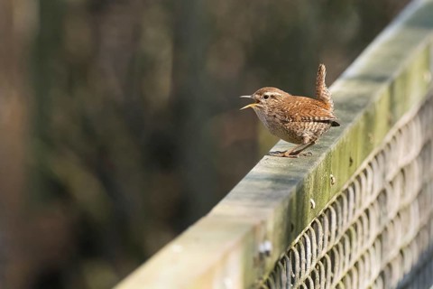 A wren (Troglodytes troglodytes) sits on a metal fence and sings, Hesse, Germany