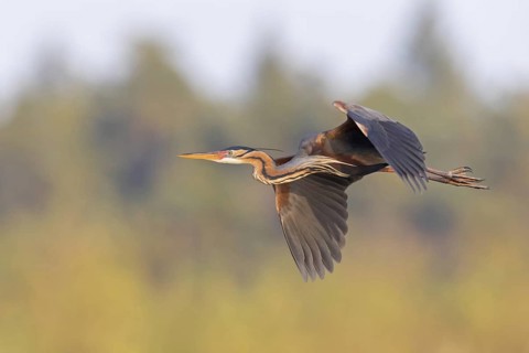 Purple Heron, (Ardea purpurea), animals, birds, heron family, flight photo, side view, Wagbach