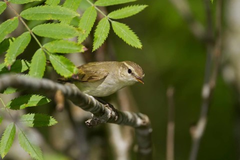 Greenish Warbler (Phylloscopus trochiloides) singing, Baden-Wuerttemberg, Germany