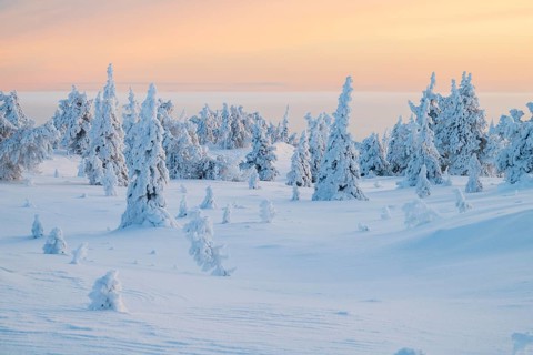 Winter landscape, Riisitunturi National Park, Posio, Lapland, Finland