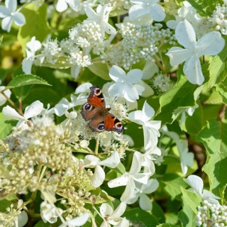 Panicle hydrangea (Hydrangea paniculata LEVANA), BS Sämann, Germany