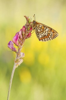 Meadow Fritillary (Melitaea parthenoides), butterfly resting on flower, Baden-Wuerttemberg, Germany