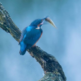 Kingfisher (Alcedo atthis) sitting on an old branch, perch with prey tadpole in its beak, motion