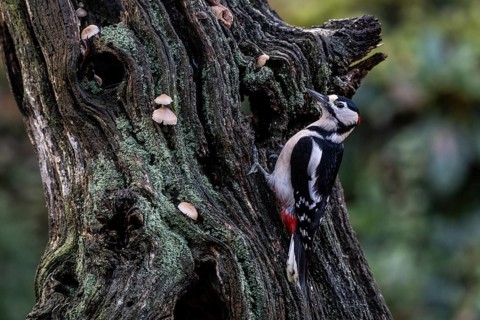 Great Spotted Woodpecker (Dendrocopos major), Emsland, Lower Saxony, Germany