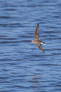Little Ringed Plover (Charadrius dubius) juvenile flying, Baden-Wuerttemberg, Germany