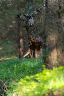 One great grey owl (Strix nebulosa) flying through a forest