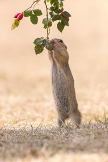 One European ground squirrel (Spermophilus citellus) or European souslik standing erected in dry