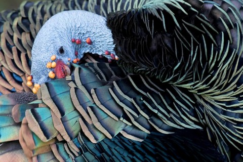 Ocellated Turkey (Meleagris ocellata) male preening, Peten, Guatemala