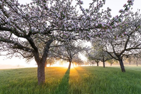 Fresh blossom, morning light, ground mist... simply magical! Foothills orchard meadow in bloom -
