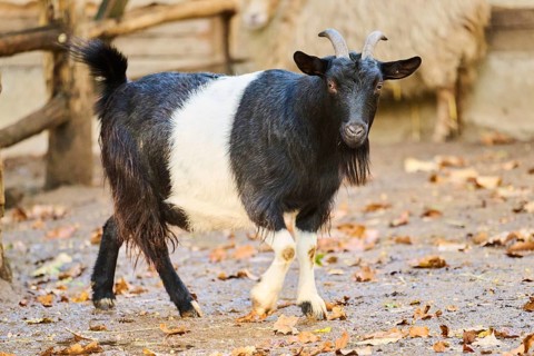 Domestic goat (Capra hircus) walking on the ground, Bavaria, Germany