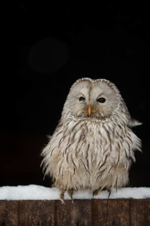 Ural Owl (Strix uralensis), captive, Bavaria, Germany