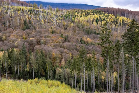 Forest death in the Harz Mountains, forest, wind throw, storm, Ilsenburg, Saxony-Anhalt, Germany