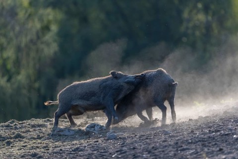 Two young wild boar or wild pig (Sus scrofa), play fighting on dusty soil with a green forest in