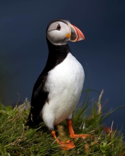 Atlantic Puffin (Fratercula arctica) perched on cliff, Skuvoy, Faroe Islands