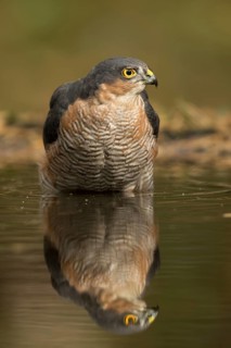 Sperwer man zittend in het watre, Eurasian sparrowhawk sitting in water