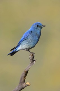 Mountain Bluebird Sialia currucoides Big Lake, Apache County, Arizona, United States 20 June Adult