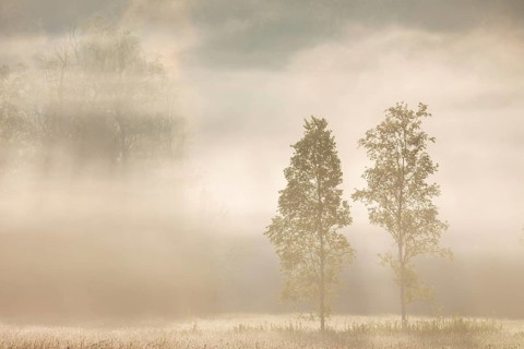 Birches (Betula) in the early morning mist, Birch family (Betulaceae), Irndorfer Hardt, Upper