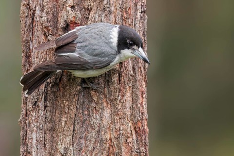 Grey Butcherbird (Cracticus torquatus) perched on a branch in eastern Australia