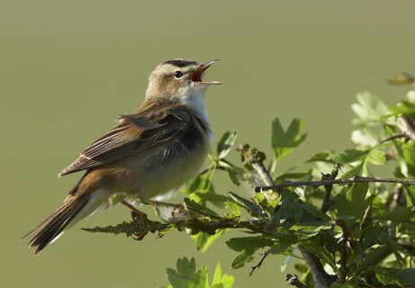 Sedge Warbler (Acrocephalus schoenobaenus) singing, Schleswig-Holstein, Germany