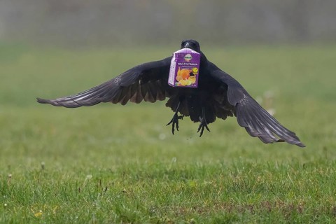 A carrion crow (Corvus corone) flies over a meadow with a sap packet in its beak, Hesse, Germany