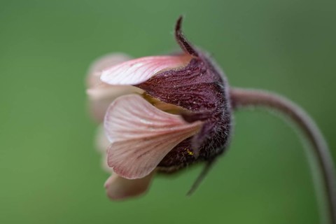 Brooklime (Geum rivale), Emsland, Lower Saxony, Germany