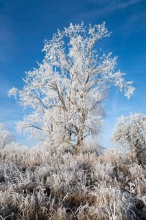 Poplars (Populus) and grass with hoarfrost, blue sky, Thuringia, Germany