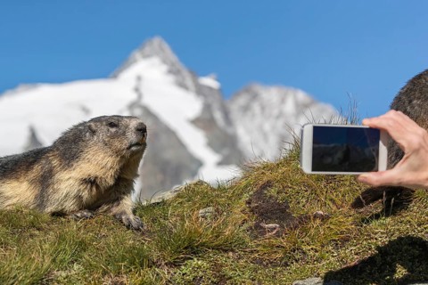 One Alpine Marmot, Marmota marmota, getting filmed or photographed with a smartphone at a very