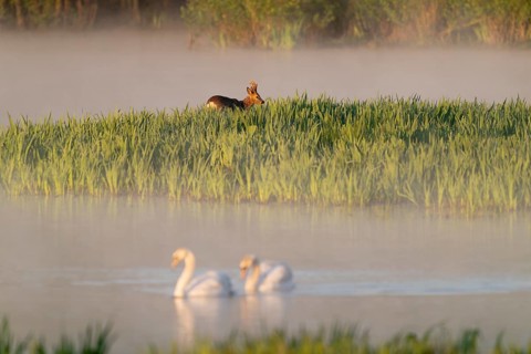 Roe deer (Capreolus capreolus), roebuck standing in a wet meadow, in a wetland biotope at a lake,