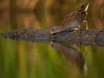 Water Rail (Rallus aquaticus) foraging, Saxony, Germany