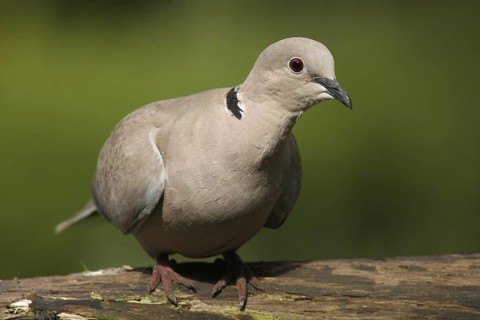 Eurasian Collared Dove (Streptopelia decaocto), Lower Saxony, Germany