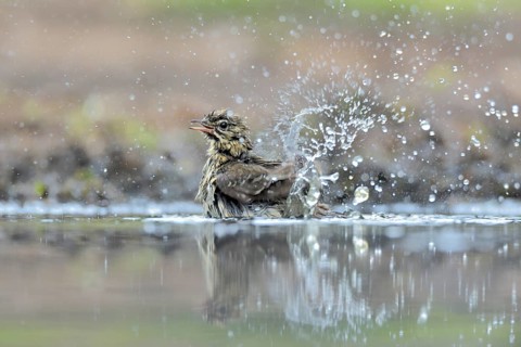 Song Thrush (Turdus philomelos) bathing, Netherlands