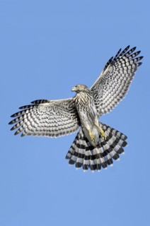 Cooper's Hawk (Accipiter cooperii) flying, Texas, USA